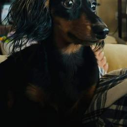 Dachshund All Grown Up from Oakleys Dachshund Haven