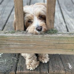 Pip - Havanese