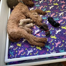 Poodle Puppies from Renders Poodles