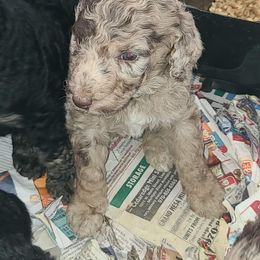 Hendrix - Brown male Poodle puppy in Paonia, Colorado from Sillydogs Poodles