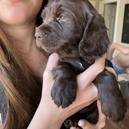 English Cocker Spaniel Puppies from River Trail Kennels