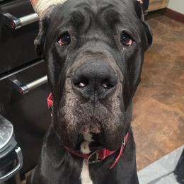 Knox - Great Dane