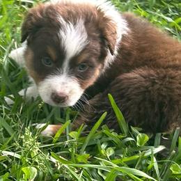 CHELSEY - Red tri-color female Australian Shepherd puppy in Sheridan, Arkansas from Runnin’ Wild Ranch Aussies