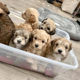 Havapoo Puppies from Snuggle Buddies