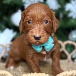 York - Teal collar male - Red  male Goldendoodle puppy in Yuciapa, California from AlltheDoodlez_