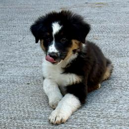 Shelly - Black tri-color female Australian Shepherd puppy in Preston, Idaho from KC Bar Ranch Aussies
