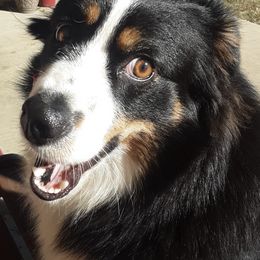 Miniature Australian Shepherds from Circle V Aussies