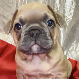 Walter - Blue fawn male French Bulldog puppy in Pine Township, Pennsylvania from BlueCairo Frenchies