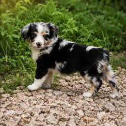 Vega - Blue merle male Miniature Australian Shepherd puppy in Macomb, Missouri from Faunus Farms and Aussies