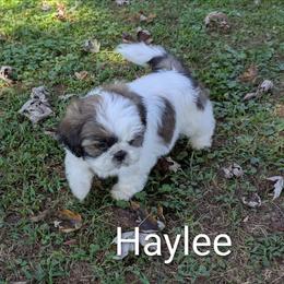 Haylee - Black gold and white female Shih Tzu puppy in Clyde, North Carolina from Shawgo Pups