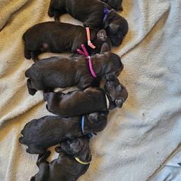 Girl 4 - Liver female Boykin Spaniel puppy in Harrold, Texas from Texas Red River Boykin Spaniels