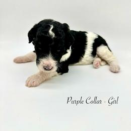 Holly - Black and white female Bernedoodle puppy in Thornville, Ohio from Four Front Doodles & Friends