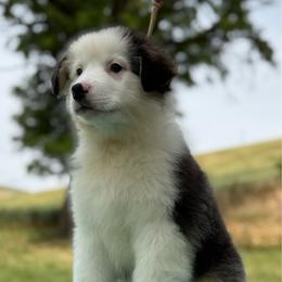 Pecan - Black tri-color male Australian Shepherd puppy in Touchet, Washington from Northwest Rainbow Aussies and Golden Retrievers