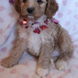 Cockapoo Puppies from Darling Doodles