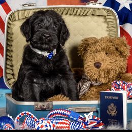 Giant Schnauzer Puppies from Giant Strides Giants