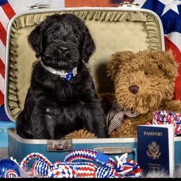 Giant Schnauzer Puppies from Giant Strides Giants