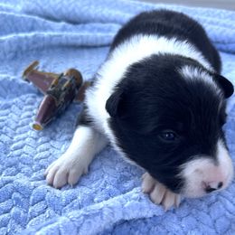 Obi Wan aka Obi - Black and white male Border Collie puppy in Keller, Texas from Bordercollieblues