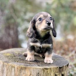 Dachshund Puppies from Northwest Dachshunds