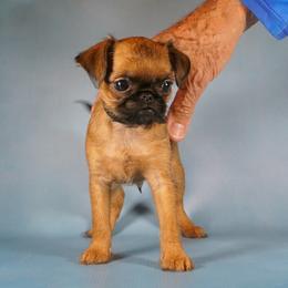 AKC Black Collar - Red male Brussels Griffon puppy in Florida from Robin’s Griffons