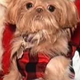 Shih Tzu Puppies from 🩷ViviDreamyShihtzus🩷
