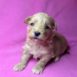 Autumn - Apricot female Maltipoo puppy in Lancaster, Kentucky from Dream Paws Puppies, LLC