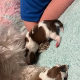 Shih Tzu Puppies from Wood Foo Breeders