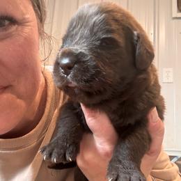 Willow - Brown female Newfoundland puppy in Guthrie, Kentucky from Bourbon Water Newfoundlands