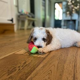 Goldendoodle Puppies from Stringer's Goldendoodles