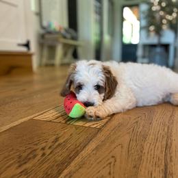Goldendoodle Puppies from Stringer's Goldendoodles