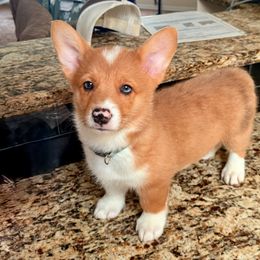 Ziggy - Red merle and white male American Corgi puppy in Kennewick, Washington from Corgis of Tricities