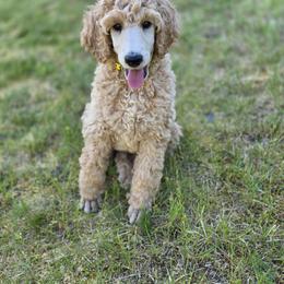 Yellow - Apricot male Poodle puppy in Orting, Washington from Coplar Creek Standard Poodles