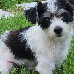 Brandy - Morkie