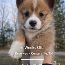 Pearl - Red and white female American Corgi puppy in Centerville, Tennessee from Katerina's American Corgis