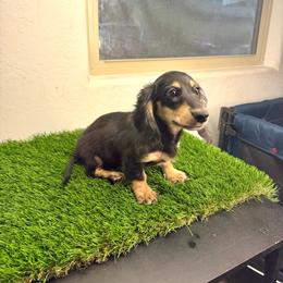 AKC Venus - Black and cream female Dachshund puppy in Laveen, Arizona from Acosta Kennel