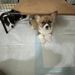 Pembroke Welsh Corgi Puppies from S7 Corgis and Chaos