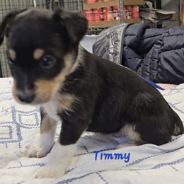 Timmy - Black tan and white male Rat Terrier puppy in Divide, Colorado from Outlaw Farm and Kennel