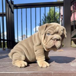 Slater - Lilac tri-color male Bulldog puppy in Fort Oglethorpe, Georgia from Jhuntfrenchies