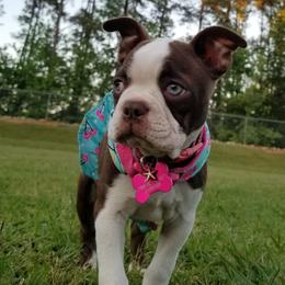 Boston Terriers from Boston Babies