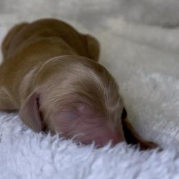 Cupid - Red male Bernedoodle puppy in Greenville, South Carolina from Halo BerneDo