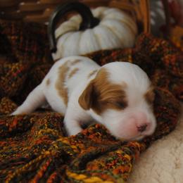 Girl 2 - female Cavalier King Charles Spaniel puppy in Mountain Grove, Missouri from Dogwood & Sassafras Companions