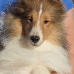 Kindle - Sable and white female Shetland Sheepdog puppy in Seminole, Oklahoma from Symphony Shelties