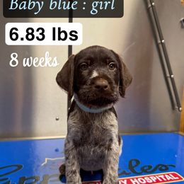 Girl 2 Light Blue - Liver and white female German Wirehaired Pointer puppy in Harrisville, Pennsylvania from Black Creek GWP