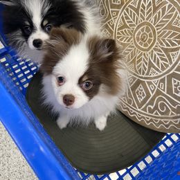 Pomeranian, Pomsky, and Siberian Husky Puppies from Pine and Sea Pomskies