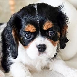 Cavalier King Charles Spaniels from Furever Cavaliers