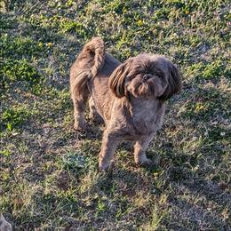 Shih Tzu puppies from Karen Elliott