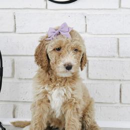 Bo - Cream female Labradoodle puppy in Bryantown, Maryland from Doodles on Duty