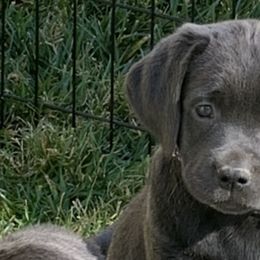 Dilute Retrievers and Labrador Retrievers from Silver Labrador of Southern California