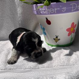 Orange Collar Girl - Black and white female English Springer Spaniel puppy in Collins, Georgia from English Springer Spaniels at Lands Lodge