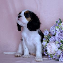 Boston Terrier, Cavalier King Charles Spaniel, French Bulldog, and Golden Retriever Puppies from Promise Land