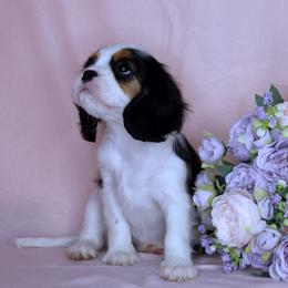 Boston Terrier, Cavalier King Charles Spaniel, French Bulldog, and Golden Retriever Puppies from Promise Land